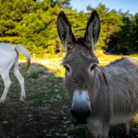 A Ventoux Yourte Monieux Exteriör bild