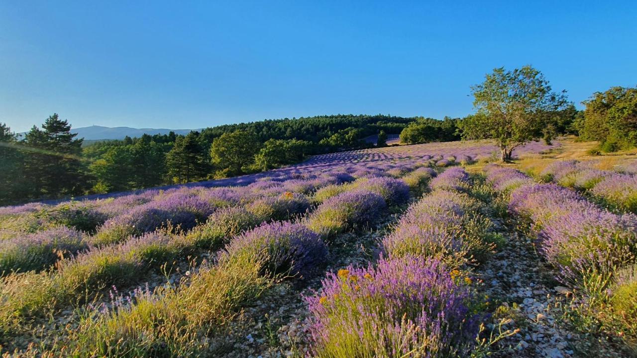 A Ventoux Yourte Monieux Exteriör bild